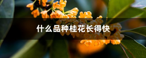 什么品种桂花长得快（有几种长得不高的品种）