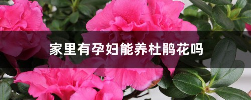 家里有孕妇能养杜鹃花吗