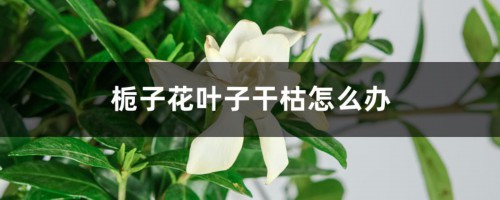 栀子花叶子干枯怎么办